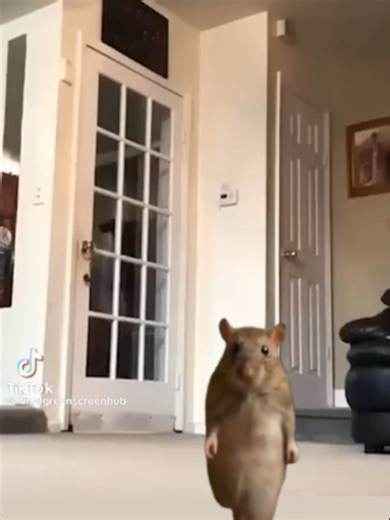 Oh sh*t! A rat! #meme | rat
