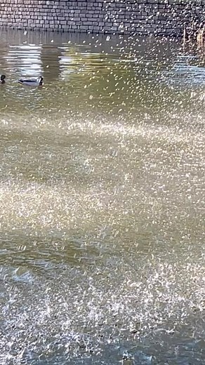 Wednesday Special: 60 minute Serenity Massage, Lavender Back Scrub, Brow Wax and Tint, Cupping if desired/needed, Hot stone, Red light therapy, Zen music, Lavender Rosemary Castor Oil scalp massage, and hot stone. $111 From 2-5:30 pm this Wednesday only! | The Wax Therapist