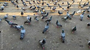 Observe a flock or kit of rock pigeons, commonly known as Indian rock pigeons, scurrying together at dusk, creating a mesmerising spectacle in the evening.