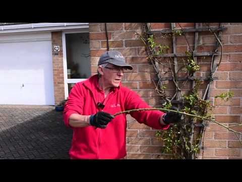 How to train climbing roses to encourage many more flowers