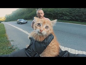 Biker saves a kitten stranded in the middle of the highway