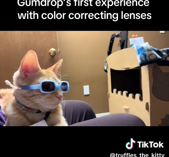 Experience Color Correcting Glasses for Cats | Kitties Helping Kids
