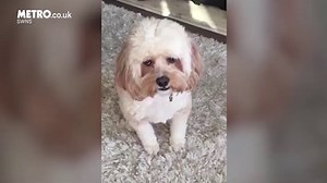Dog sneezes on command