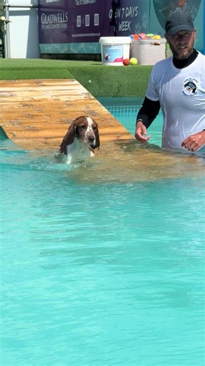 Cocker Spaniel Puppy Dexter's Swimming Journey