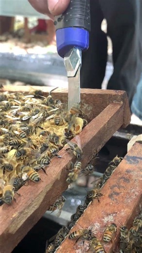 Removing Extra Queen Cells 👑🐝 | Hive Care Tip