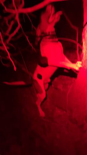 Exploring the Lifestyle of Walker Coonhounds