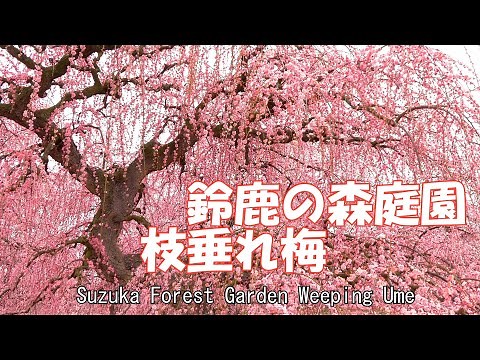 [4K]鈴鹿の森庭園 枝垂れ梅 2020 三重県鈴鹿市 Suzuka Forest Garden Weeping Ume Suzuka City, Mie Japan
