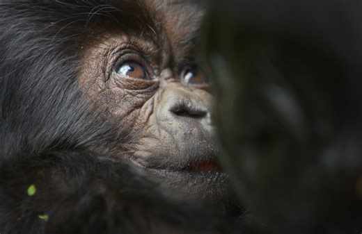 A gorilla story: Told by David Attenborough first look