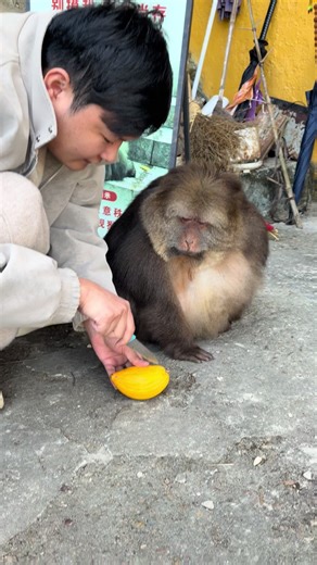 Funny Monkey Moments: Adorable Animal Antics