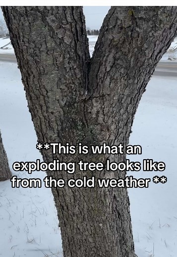 Exploding Tree Phenomenon in Cold Weather