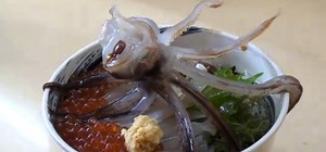 Katsu Ika Odori: The Controversy of the Dancing Lula