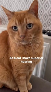 319K views · 10K reactions | Cats rule #cat #dog #squirrel #joke #comedy #funnyreels #humor #funnycat #talkingcat | Gangstacats | Facebook
