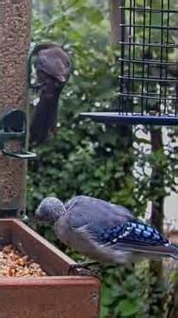 Bald-headed Blue Jay Stops For A Snack A Cornell Feeders