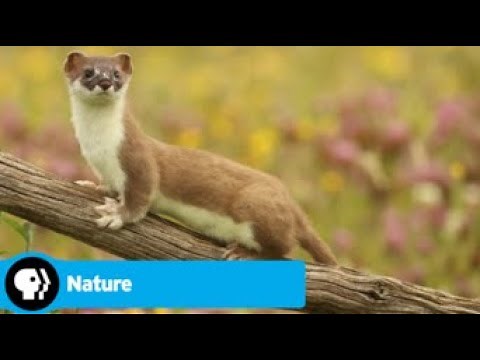 Official Preview | The Mighty Weasel | NATURE | PBS