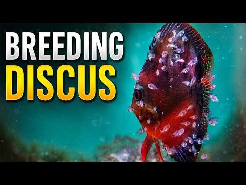 How I Breed Discus Fish (And What Usually Goes Wrong)