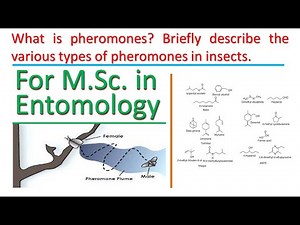 What is pheromones? Briefly describe the various types of pheromones in insects.