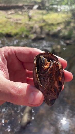 #muskturtle #queensnake #cricketfrog