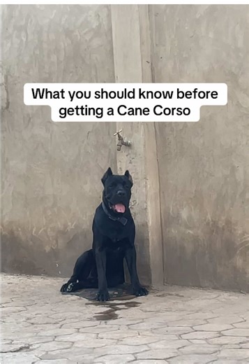 Extra tip: it’s important you teach them to know their place in your family heirachy. #dogloversoftiktok #fyp #viraltiktok #viral_video #dogsoftiktokviral