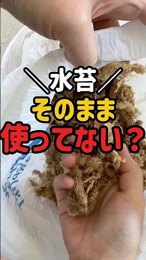 [90% of people don't know this] How to make sphagnum moss fluffy again #houseplants #sphagnummoss