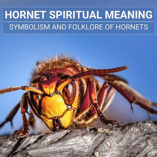 Hornet Spiritual Meaning: What These Insects Symbolize
