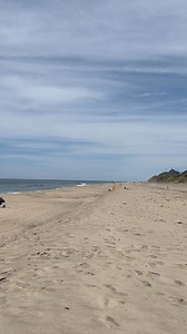 Look at this Turkey at White Crest Beach - Wellfleet- Cape Cod, Massachusetts #TurkeyonTheBeach | Cape Cod, Massachusetts