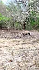 komodo dragon hunting goat #dragon #wildlife #komodo #animal | Brian D. Morales