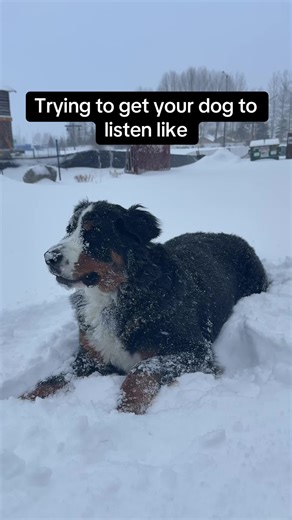 Understanding the Stubbornness of Bernese Mountain Dogs