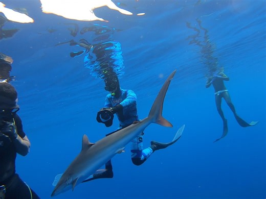 Meet the baby silky sharks: adorable, curious, and full of wonder as they explore the ocean near Andros, Bahamas. 🦈✨ Vidoe Jalil Najafov #SilkySharks #SharkConservation #OceanWonders” | Discoversharks