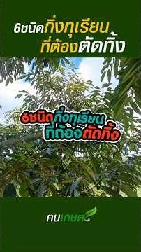 6 ชนิดกิ่งทุเรียนที่ “ต้องตัดทิ้ง” #ฅนเกษตร #ปลูกทุเรียน #ตัดกิ่งทุเรียน