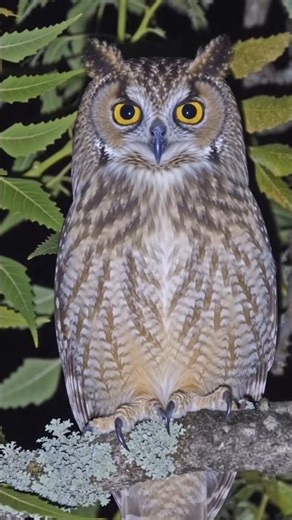 The eyes of the night 🦉 | Owl | #explore #nature #wildlife #birds #animals #ytshorts #owl #night