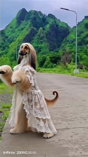 How to teach your Afghan Hound the viral dance💃🕺 ‎⁨#pettricks #dogdance #DogTraining