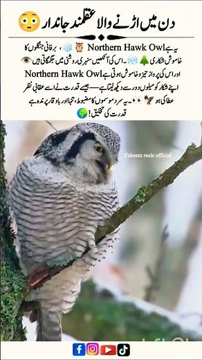 Northern Hawk Owl 🦉 – The Daylight Hunter of the Frozen North! #WildAnimals #NatureLovers #Shorts