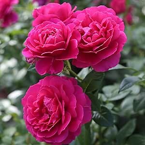 Heirloom Roses Rose Plant - Pretty Lady Rose™ Pink Rose Bush, Hybrid Tea Live Plant for Planting Outdoors