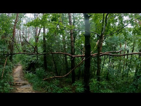 【4K】 Rain walk - Forest #6 (Lake and Forest)