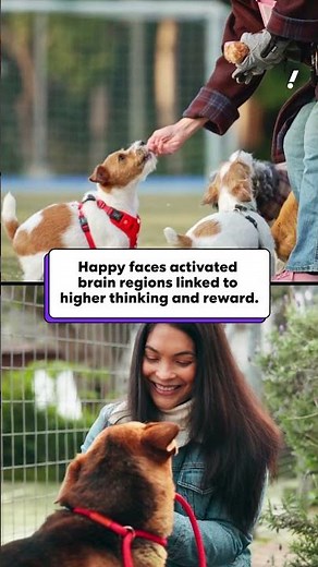 Study shows dogs can differentiate between emotions in a human face