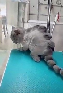 1.4K views · 12 reactions | Little Godzilla | So Cute | Facebook