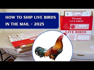 How to Ship Live Birds In The Mail (2025 Guide for Chickens and Birds)
