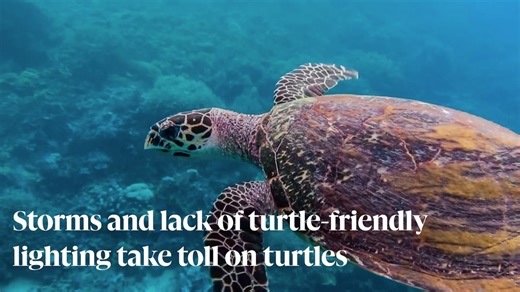  | The Cayman Islands may have enjoyed a record-breaking turtle season with 858 turtle nests recorded in 2022, but a number of nests and hatchlings did not survive the season due to both weather and man-made threats. Read the full story at www.caymancompass.com. . . . . #Turtle #turtlenesting #caribbean #wildlife #community #CaymanCompass #caymanislands | Cayman Compass | Facebook