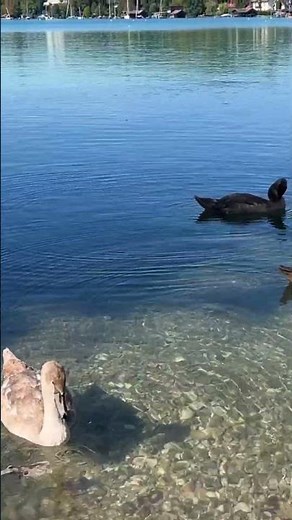 Attersee Lake Austria 🇦🇹 (Best Things To Do)