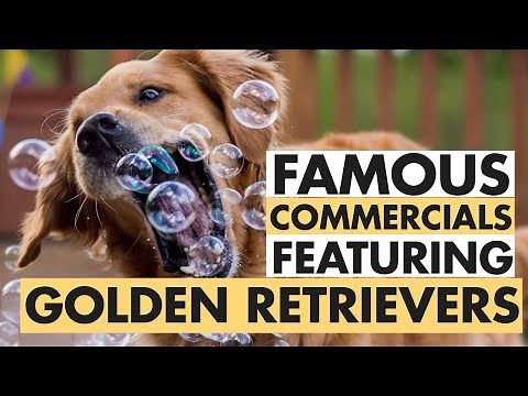 Famous Commercials featuring Golden Retrievers