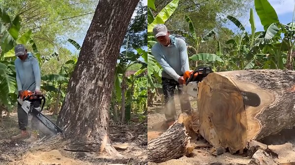 High-Powered Chainsaw Splitting Firewood With Ease