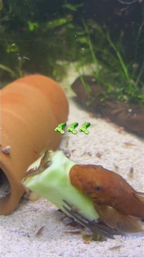 Healthy Food, Healthy Fish – Ancistrus Enjoying Fresh Cucumber 🥒