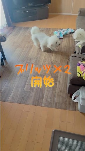 炸裂⁉️ビションフリーゼのましゅまろブリッツ発動中‼️ #ビションブリッツ #わんこ #비숑프리제 #犬のいる生活 #もふもふ