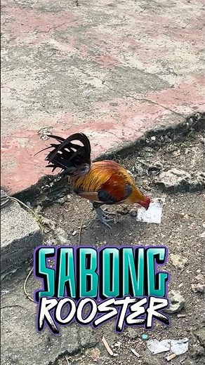 Sabong Rooster
