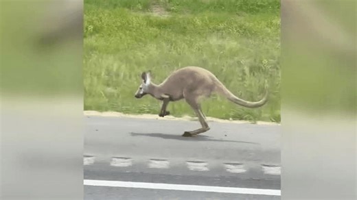 VIDEO: Runaway kangaroo causes crash on highway, shuts down road