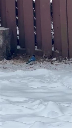 Beautiful Blue Jay in the Snow “Canadian Winter Wildlife”