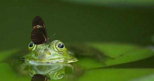 Est-il vrai que les grenouilles respirent par la peau ?