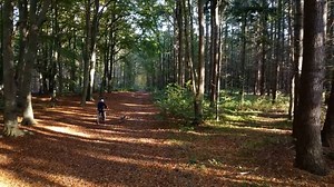 Trees, Pathway, Bycicle