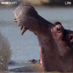 Life: Male Hippo Battles Overlord for Mating Dominance