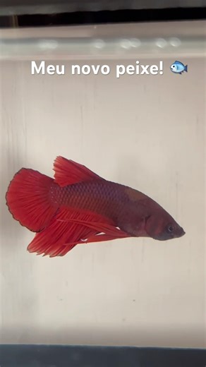 🏠🐠 The New King of the Aquarium: Meet BARNEY - Betta Fish! #love #fish 🏠🐠